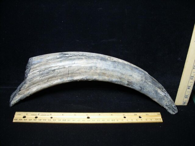 Fossil Walrus Tusk   (072922a)....On HOLD for AVERY 07/29/22