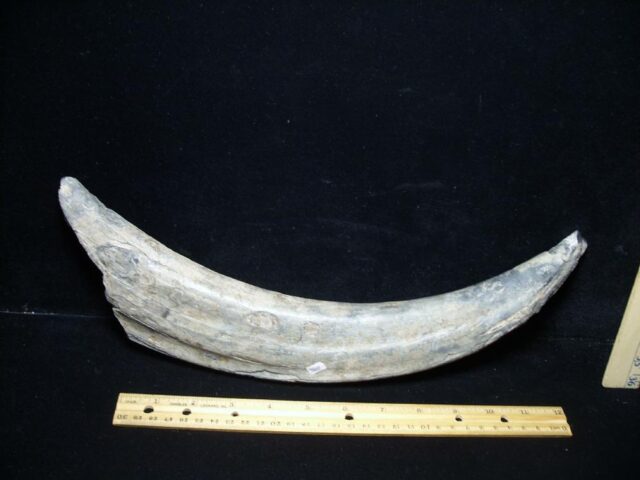 Fossil Walrus Tusk   (072922a)....On HOLD for AVERY 07/29/22 - Image 2