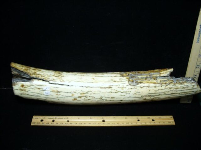 Mammoth Tusk Partial Specimen(072922b) - Image 3