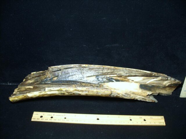 Mammoth Tusk Partial Specimen(072922b) - Image 2