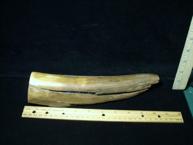 Mammoth Tusk Partial Specimen(072922c)