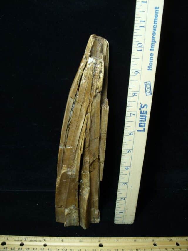 Mammoth Tusk Partial Specimen(072922c) - Image 3