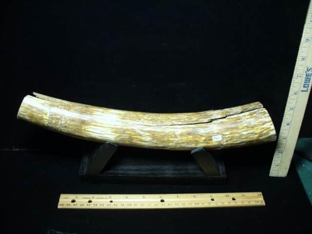 Mammoth Tusk Partial Specimen(072922d)