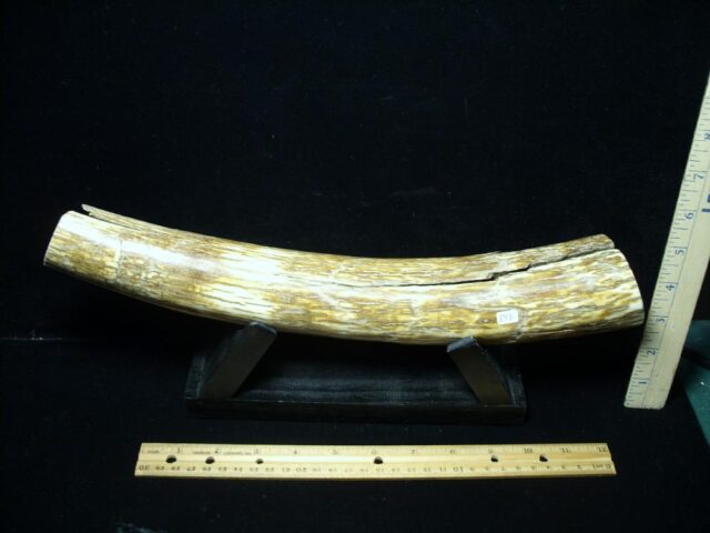 Mammoth Tusk Partial Specimen(072922d) - Image 3