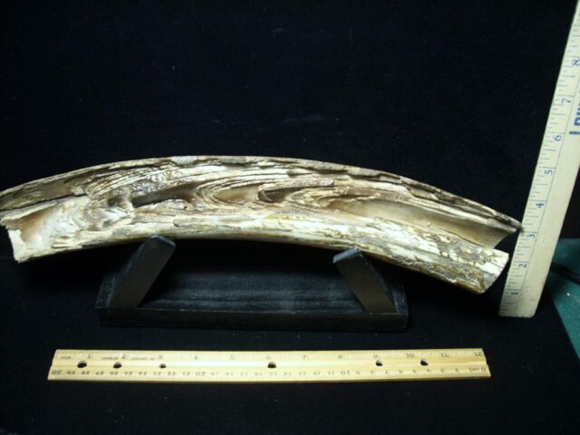 Mammoth Tusk Partial Specimen(072922d) - Image 4