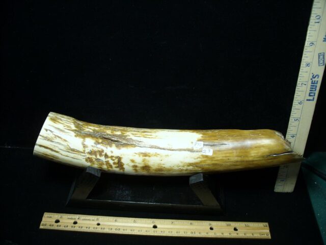 ***CHRISTMAS IS COMING SALE***  Mammoth Tusk Partial Specimen(072922e)