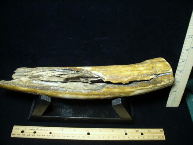 ***CHRISTMAS IS COMING SALE***  Mammoth Tusk Partial Specimen(072922e) - Image 4