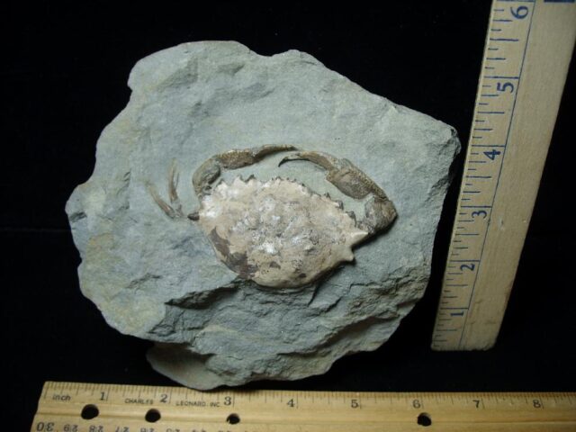 Fossil Portunites Crab in Stone Nodule (073022a) - Image 2