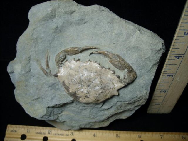 Fossil Portunites Crab in Stone Nodule (073022a) - Image 3