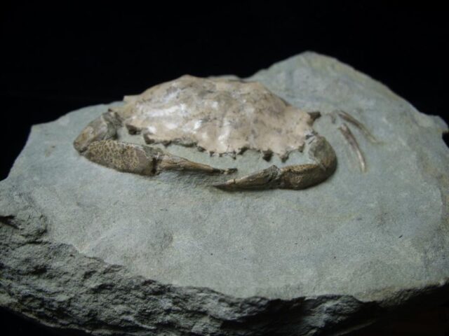 Fossil Portunites Crab in Stone Nodule (073022a) - Image 4