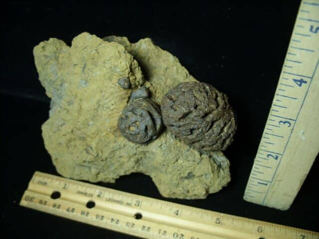 Prehistoric Fossilized Sequoia Cone  (073022d) - Image 2