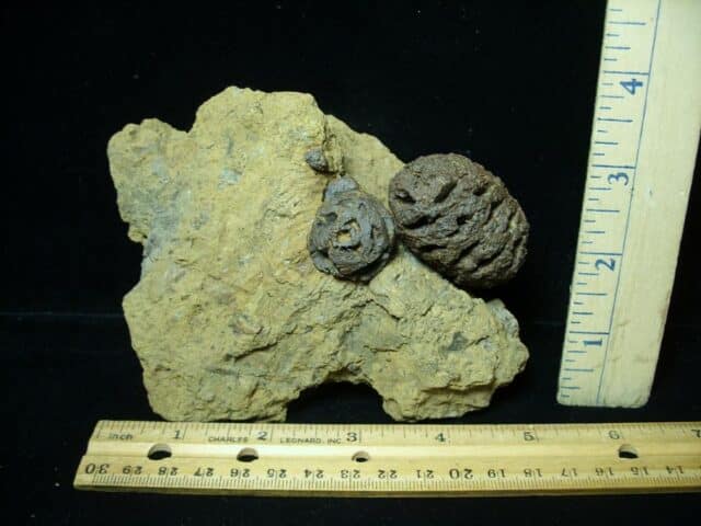 Prehistoric Fossilized Sequoia Cone  (073022d)