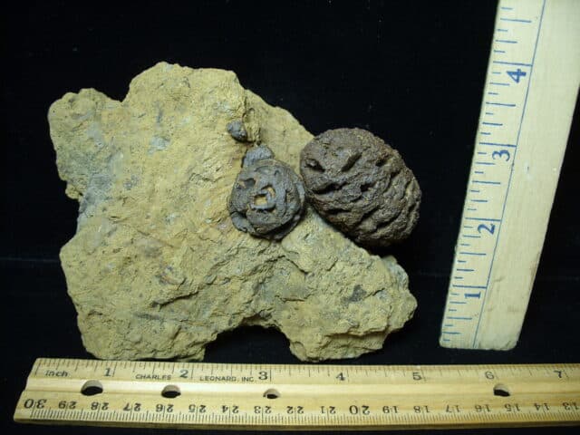 Prehistoric Fossilized Sequoia Cone  (073022d) - Image 4