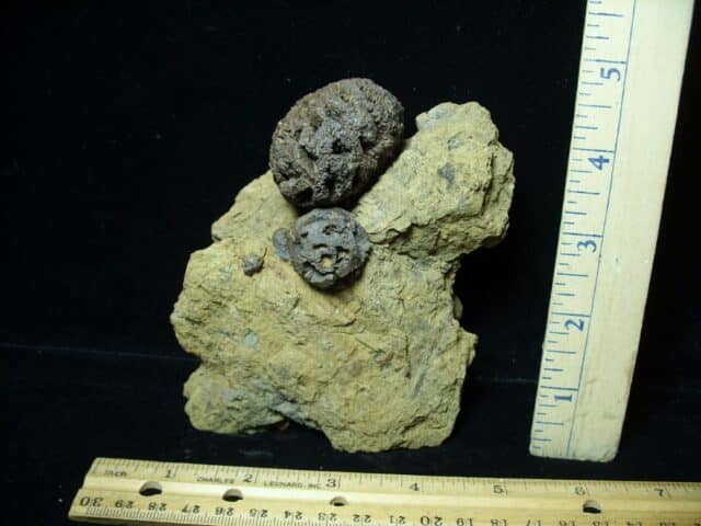Prehistoric Fossilized Sequoia Cone  (073022d) - Image 3