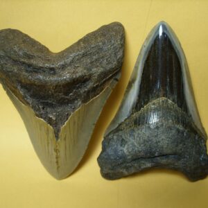 ***Megalodon Shark Teeth*** Sizes Smaller than 5 Inches