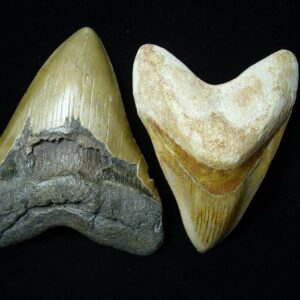 Shark Teeth For Sale