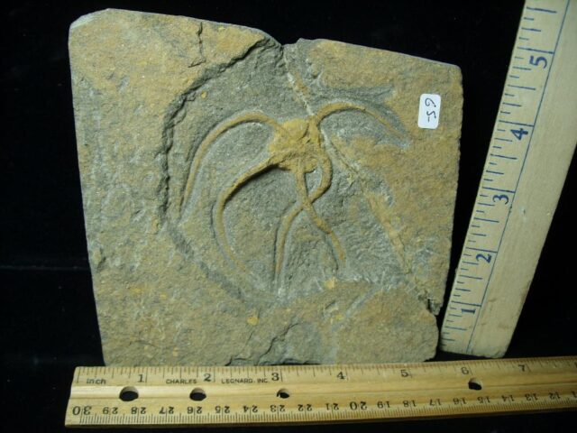 Fossilized Starfish on Matrix  (080122c)
