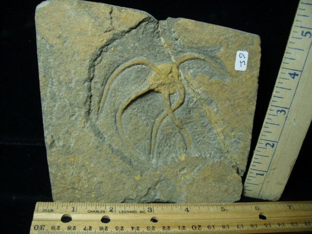 Fossilized Starfish on Matrix  (080122c) - Image 2