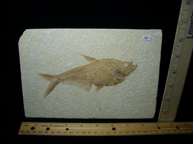 Diplomystus Fossil  Fish Plate (080222c)