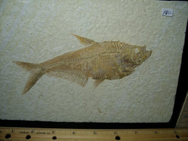 Diplomystus Fossil  Fish Plate (080222c) - Image 2