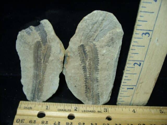 Mazon Creek Fern Fossil Nodule (080222f) ....ON HOLD for Robert E 08/02/22