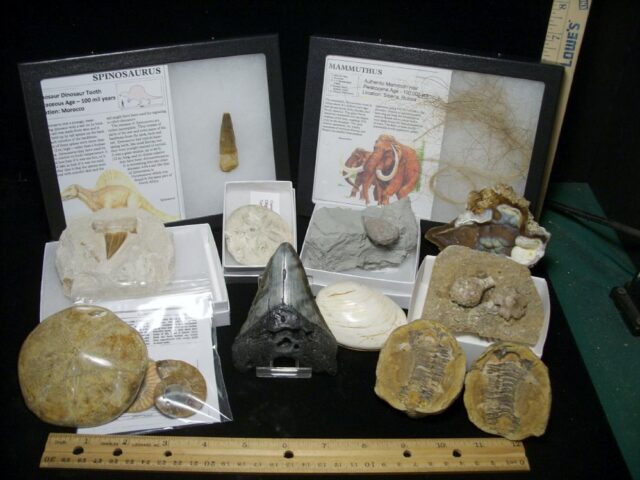 “Big 12” Deluxe Fossil Kit with Megalodon Tooth (080922c)