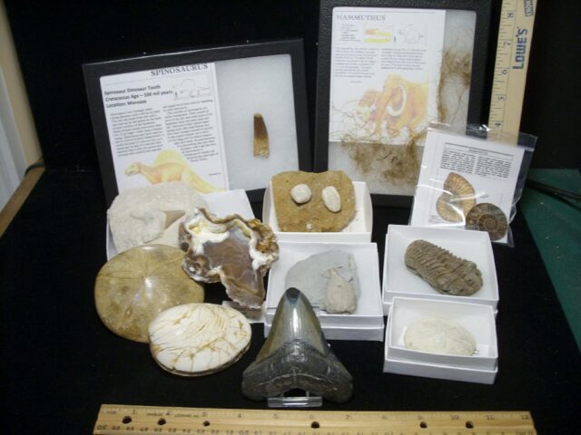 “Big 12” Deluxe Fossil Kit with Megalodon Tooth (080922d)