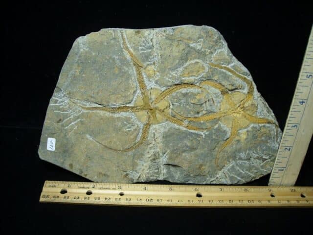 Two Fossilized Starfish on Matrix  (081122a)