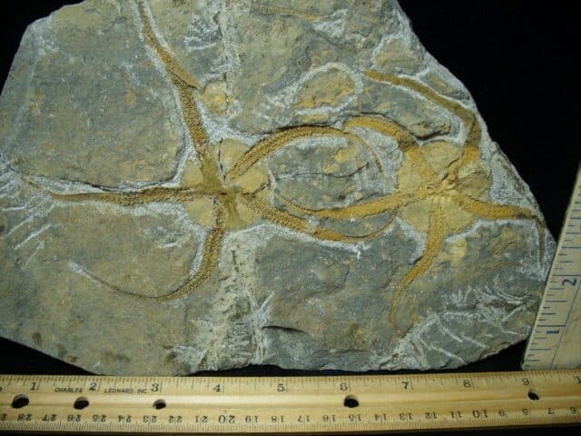 Two Fossilized Starfish on Matrix  (081122a) - Image 2
