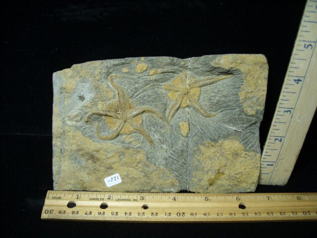 Two Fossilized Starfish on Matrix  (081122b)