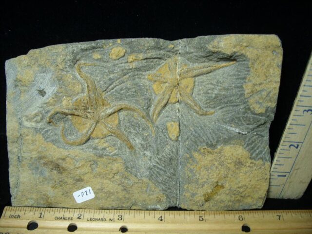 Two Fossilized Starfish on Matrix  (081122b) - Image 2