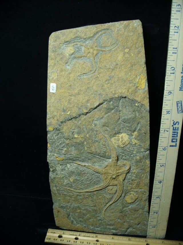 Two Fossilized Starfish on Matrix  (081122c)