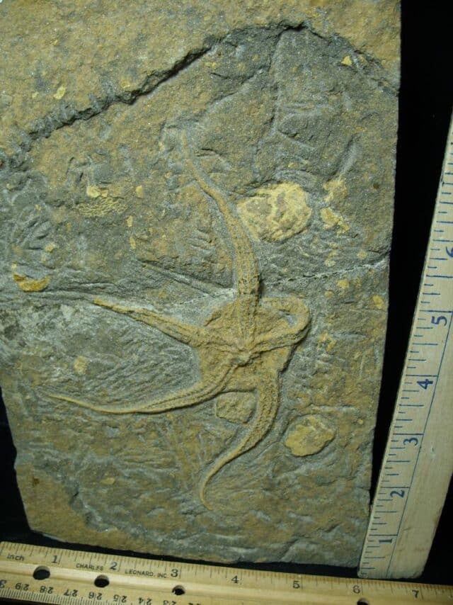 Two Fossilized Starfish on Matrix  (081122c) - Image 2