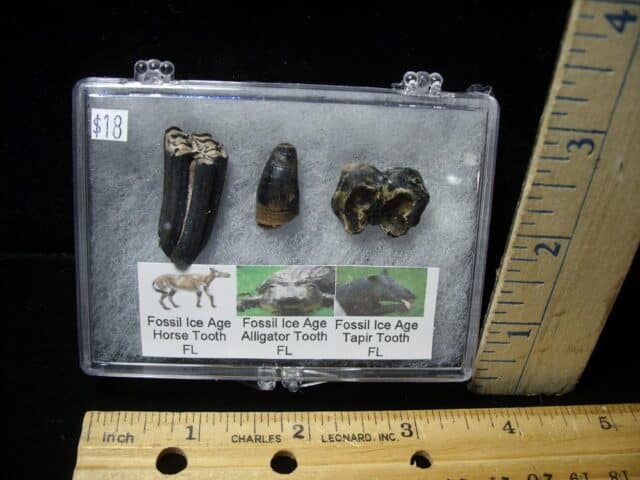 Small Ice Age Fossil Kit (081122e) 