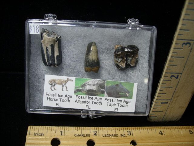 Small Ice Age Fossil Kit (081122f) 