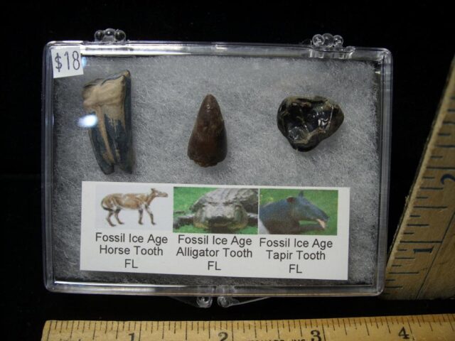 Small Ice Age Fossil Kit (081122h) 