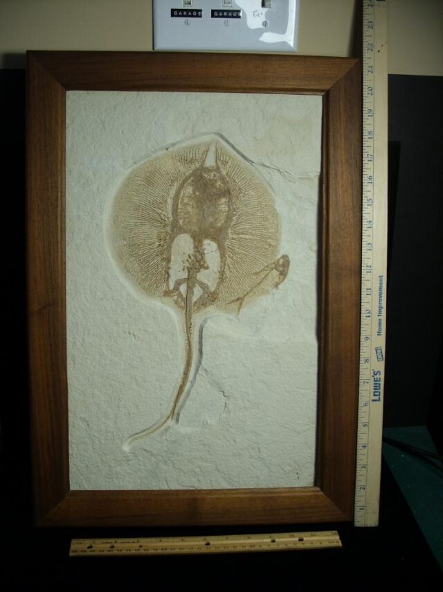Fossil Fresh-water Stingray on Matrix Plate (081622a)