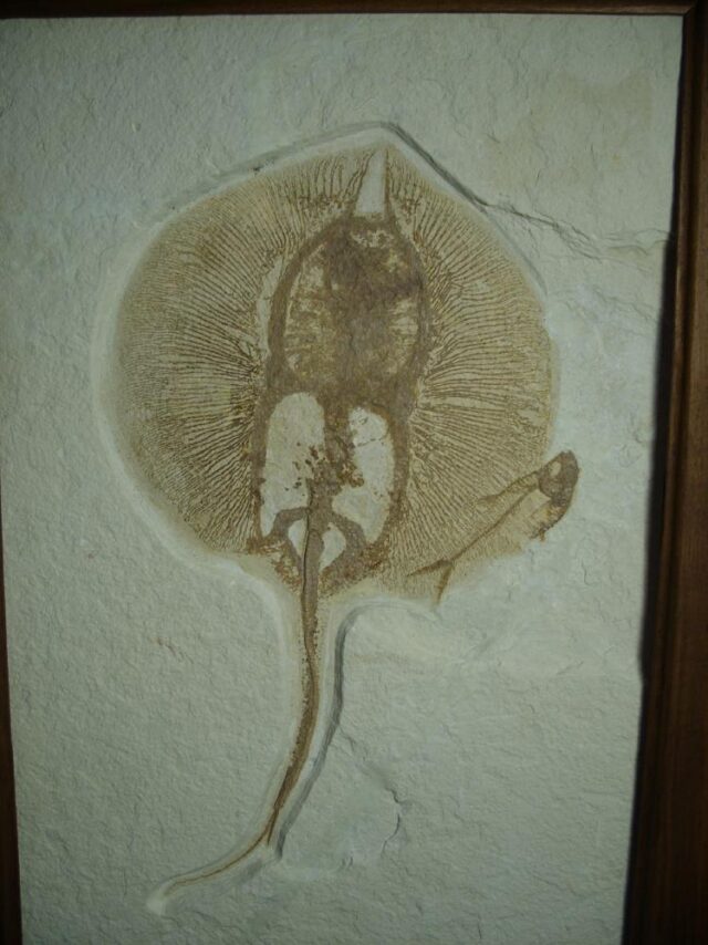Fossil Fresh-water Stingray on Matrix Plate (081622a) - Image 2