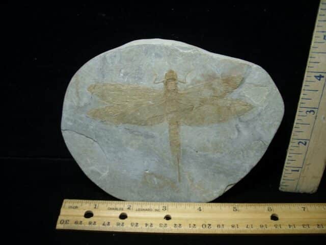 Near Complete Fossil Dragonfly (081922w) - Image 3