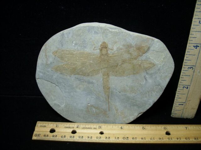 Near Complete Fossil Dragonfly (081922w)