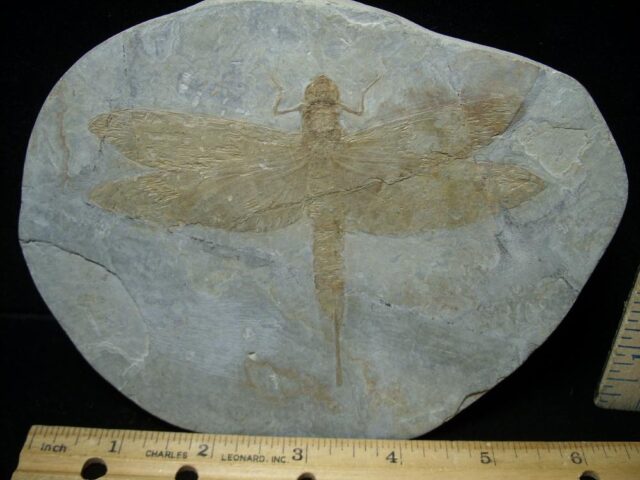 Near Complete Fossil Dragonfly (081922w) - Image 2