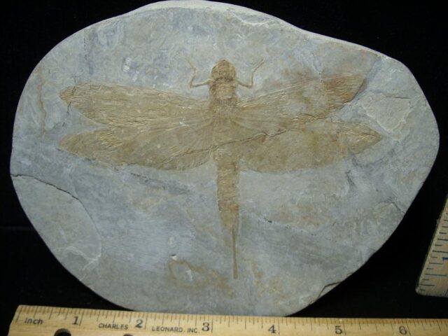 Near Complete Fossil Dragonfly (081922w) - Image 4