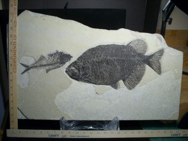 Large  Phareodus Fossil  Fish Plate (081122j)
