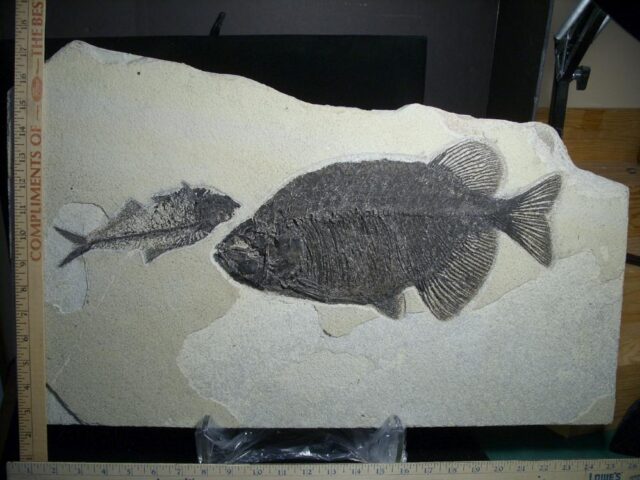 Large  Phareodus Fossil  Fish Plate (081122j) - Image 4