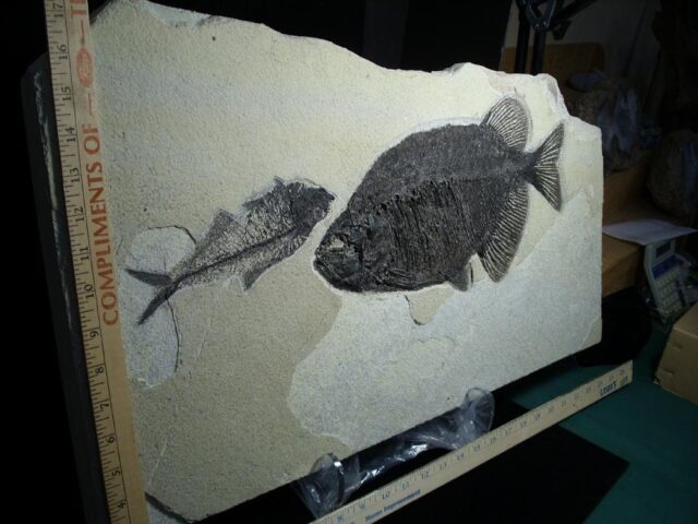 Large  Phareodus Fossil  Fish Plate (081122j) - Image 3