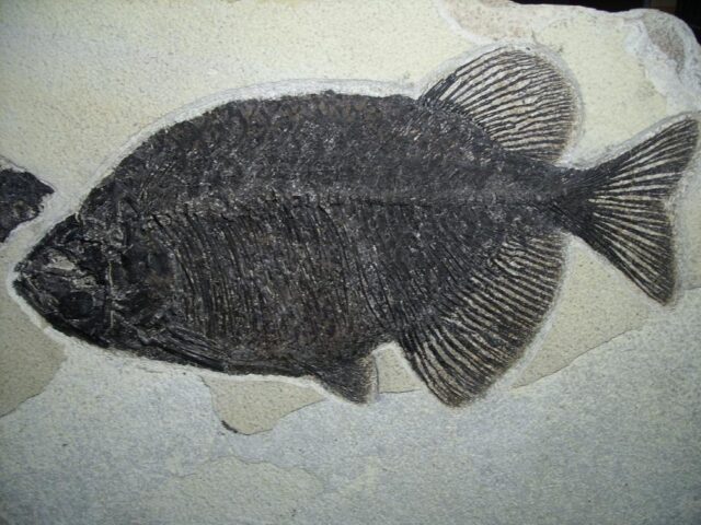 Large  Phareodus Fossil  Fish Plate (081122j) - Image 5