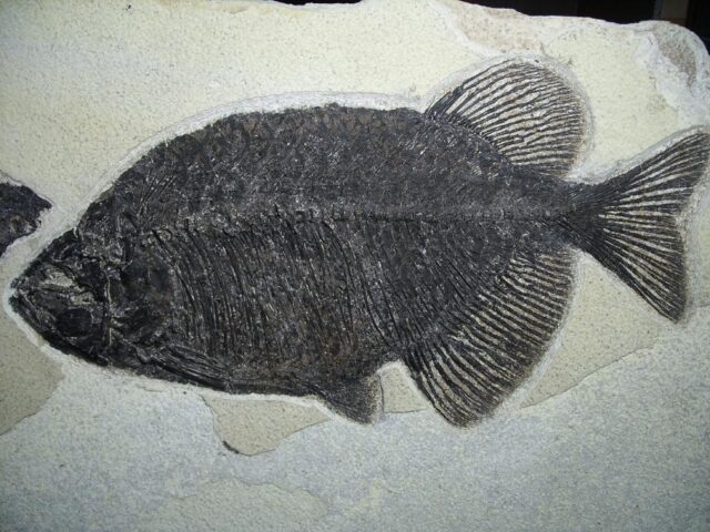 Large  Phareodus Fossil  Fish Plate (081122j) - Image 2