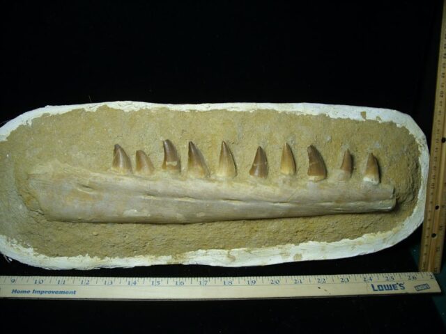 Mosasaur Jaw Section with Teeth (082722a)