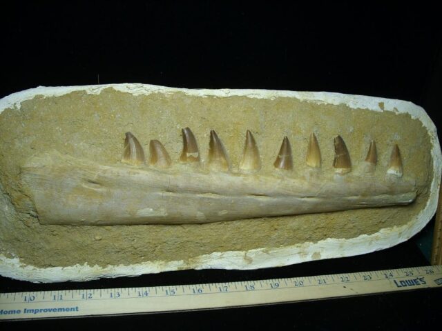 Mosasaur Jaw Section with Teeth (082722a) - Image 3
