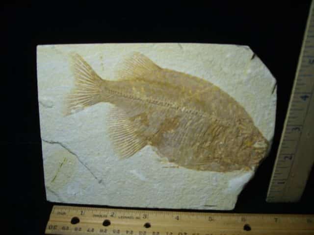 Phareodus Fossil  Fish (021324n)